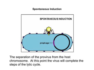 Spontaneous Induction The separation of the provirus from the host chromosome.  At this point the virus will complete the steps of the lytic cycle. 
