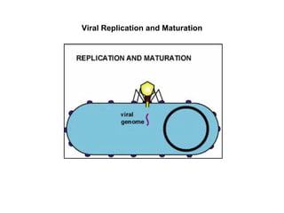 Viral Replication and Maturation 