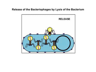 Release of the Bacteriophages by Lysis of the Bacterium 