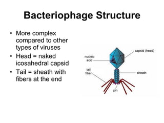 Bacteriophage Structure More complex compared to other types of viruses Head = naked icosahedral capsid Tail = sheath with fibers at the end 