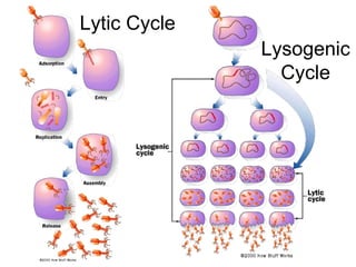 Lytic Cycle Lysogenic Cycle 