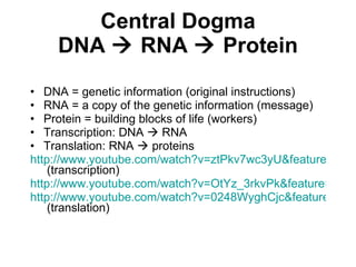 Central Dogma DNA    RNA    Protein DNA = genetic information (original instructions) RNA = a copy of the genetic information (message) Protein = building blocks of life (workers)  Transcription: DNA    RNA Translation: RNA    proteins http://www.youtube.com/watch?v=ztPkv7wc3yU&feature=related  (transcription) http://www.youtube.com/watch?v=OtYz_3rkvPk&feature=related http://www.youtube.com/watch?v=0248WyghCjc&feature=related  (translation) 