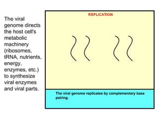 The viral genome directs the host cell's metabolic machinery (ribosomes, tRNA, nutrients, energy, enzymes, etc.) to synthesize viral enzymes and viral parts.   