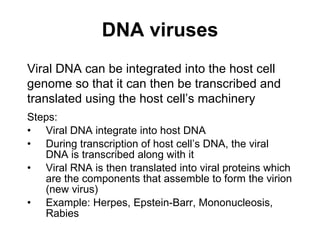 DNA viruses Steps: Viral DNA integrate into host DNA During transcription of host cell’s DNA, the viral DNA is transcribed along with it Viral RNA is then translated into viral proteins which are the components that assemble to form the virion (new virus) Example: Herpes, Epstein-Barr, Mononucleosis, Rabies Viral DNA can be integrated into the host cell genome so that it can then be transcribed and translated using the host cell’s machinery 
