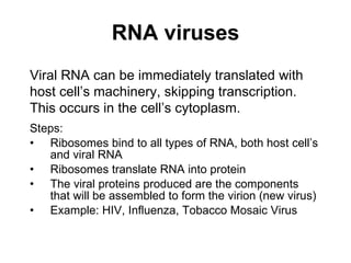 RNA viruses Steps: Ribosomes bind to all types of RNA, both host cell’s and viral RNA Ribosomes translate RNA into protein The viral proteins produced are the components that will be assembled to form the virion (new virus) Example: HIV, Influenza, Tobacco Mosaic Virus Viral RNA can be immediately translated with host cell’s machinery, skipping transcription.  This occurs in the cell’s cytoplasm. 