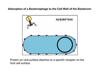 Adsorption of a Bacteriophage to the Cell Wall of the Bacterium Protein on viral surface attaches to a specific receptor on the host cell surface. 