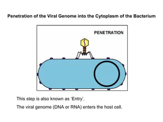 Penetration of the Viral Genome into the Cytoplasm of the Bacterium This step is also known as ‘Entry’. The viral genome (DNA or RNA) enters the host cell. 