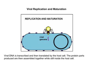 Viral Replication and Maturation Viral DNA is transcribed and then translated by the host cell. The protein parts produced are then assembled together while still inside the host cell. 