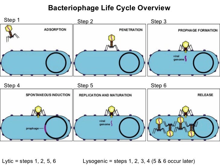 lytic cycle diagram 07 lytic vs lysogenic cycle lytic cycle diagram 07 lytic vs lysogenic cycle