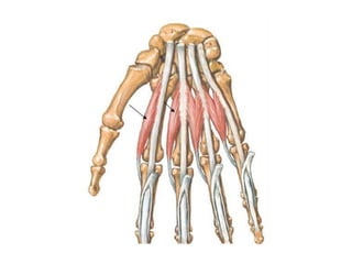 Anatomy and Function of the Human Hand: Bones, Joints, Ligaments, and ...