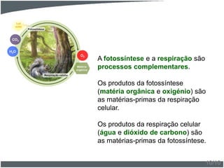 A fotossíntese e a respiração são
processos complementares.
Os produtos da fotossíntese
(matéria orgânica e oxigénio) são
as matérias-primas da respiração
celular.
Os produtos da respiração celular
(água e dióxido de carbono) são
as matérias-primas da fotossíntese.
10/10
 