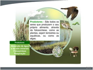 Produtores - São todos os
seres que produzem o seu
próprio alimento, através
da fotossíntese, como as
plantas, sejam terrestres ou
aquáticas, ou como as
algas.
Absorção de água
e de sais minerais
Fotossíntese
Respiração
Produtores
2/10
 