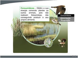 Consumidores - Obtêm a sua
energia comendo plantas ou
outros animais, pois não
realizam fotossíntese, não
conseguindo produzir o seu
próprio alimento.
Consumidores
Alimentação
Respiração
3/10
 
