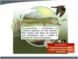 Decompositores – Transformam os
materiais orgânicos em sais minerais.
Nem sempre são fáceis de observar
num ecossistema, pois a maioria é
formada por seres microscópicos.
Decompositores
Transformação de matéria
orgânica em matéria mineral
Respiração
4/10
 