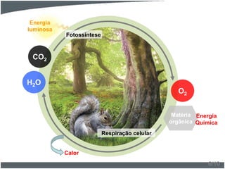 Energia
luminosa
H2O
CO2
Fotossíntese
O2
Matéria
orgânica
Respiração celular
6/10
Calor
Energia
Química
 