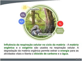 Influência da respiração celular no ciclo da matéria - A matéria
orgânica e o oxigénio são usados na respiração celular. A
degradação da matéria orgânica permite extrair a energia para as
atividades vitais e liberta o dióxido de carbono e a água.
8/10
 