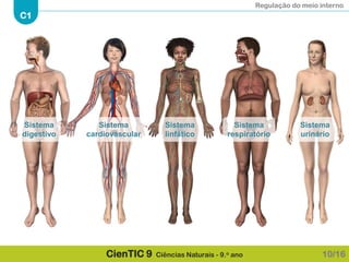 Regulação do meio interno
C1
CienTIC 9 Ciências Naturais - 9.o ano 10/16
Sistema
digestivo
Sistema
cardiovascular
Sistema
linfático
Sistema
respiratório
Sistema
urinário
 