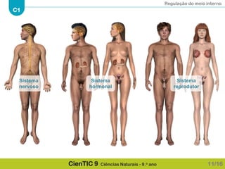 Regulação do meio interno
C1
CienTIC 9 Ciências Naturais - 9.o ano 11/16
Sistema
nervoso
Sistema
hormonal
Sistema
reprodutor
 