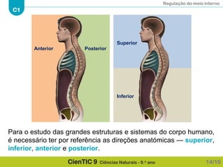 Regulação do meio interno
C1
CienTIC 9 Ciências Naturais - 9.o ano
Para o estudo das grandes estruturas e sistemas do corpo humano,
é necessário ter por referência as direções anatómicas — superior,
inferior, anterior e posterior.
14/16
Anterior Posterior
Superior
Inferior
 