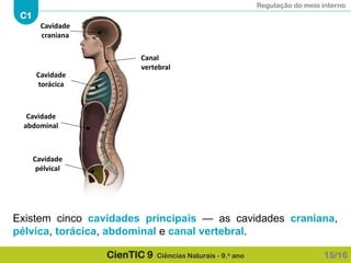 Regulação do meio interno
C1
CienTIC 9 Ciências Naturais - 9.o ano
Existem cinco cavidades principais — as cavidades craniana,
pélvica, torácica, abdominal e canal vertebral.
Cavidade
craniana
Cavidade
torácica
Cavidade
abdominal
Cavidade
pélvical
Canal
vertebral
15/16
 