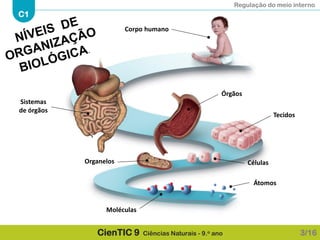 Regulação do meio interno
C1
CienTIC 9 Ciências Naturais - 9.o ano
Átomos
Moléculas
Organelos Células
Tecidos
Órgãos
Sistemas
de órgãos
Corpo humano
3/16
 