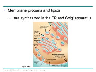 Comprehensive Overview of Membrane Structure and Function in Biology | PPT