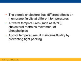 • The steroid cholesterol has different effects on
       membrane fluidity at different temperatures
     • At warm temperatures (such as 37°C),
       cholesterol restrains movement of
       phospholipids
     • At cool temperatures, it maintains fluidity by
       preventing tight packing




© 2011 Pearson Education, Inc.
 
