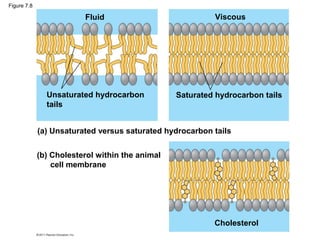 Figure 7.8

                         Fluid                            Viscous




               Unsaturated hydrocarbon           Saturated hydrocarbon tails
               tails


             (a) Unsaturated versus saturated hydrocarbon tails


             (b) Cholesterol within the animal
                 cell membrane




                                                          Cholesterol
 