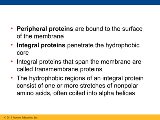 • Peripheral proteins are bound to the surface
       of the membrane
     • Integral proteins penetrate the hydrophobic
       core
     • Integral proteins that span the membrane are
       called transmembrane proteins
     • The hydrophobic regions of an integral protein
       consist of one or more stretches of nonpolar
       amino acids, often coiled into alpha helices


© 2011 Pearson Education, Inc.
 