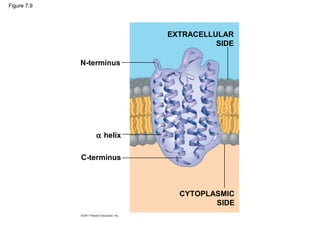Figure 7.9




                          EXTRACELLULAR
                                    SIDE

             N-terminus




                α helix

             C-terminus



                            CYTOPLASMIC
                                   SIDE
 
