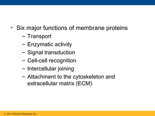 • Six major functions of membrane proteins
                –    Transport
                –    Enzymatic activity
                –    Signal transduction
                –    Cell-cell recognition
                –    Intercellular joining
                –    Attachment to the cytoskeleton and
                     extracellular matrix (ECM)




© 2011 Pearson Education, Inc.
 