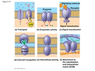 Figure 7.10
                                                                    Signaling molecule

                                                                              Receptor
                                              Enzymes




                                ATP
                                                                  Signal transduction
              (a) Transport            (b) Enzymatic activity    (c) Signal transduction




                      Glyco-
                      protein



              (d) Cell-cell recognition (e) Intercellular joining (f) Attachment to
                                                                      the cytoskeleton
                                                                      and extracellular
                                                                      matrix (ECM)
 