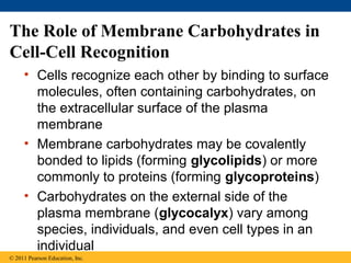 The Role of Membrane Carbohydrates in
Cell-Cell Recognition
     • Cells recognize each other by binding to surface
       molecules, often containing carbohydrates, on
       the extracellular surface of the plasma
       membrane
     • Membrane carbohydrates may be covalently
       bonded to lipids (forming glycolipids) or more
       commonly to proteins (forming glycoproteins)
     • Carbohydrates on the external side of the
       plasma membrane (glycocalyx) vary among
       species, individuals, and even cell types in an
       individual
© 2011 Pearson Education, Inc.
 