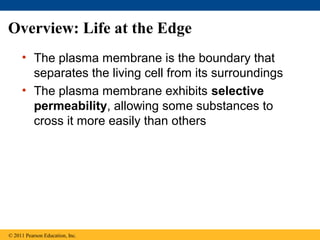 Overview: Life at the Edge
     • The plasma membrane is the boundary that
       separates the living cell from its surroundings
     • The plasma membrane exhibits selective
       permeability, allowing some substances to
       cross it more easily than others




© 2011 Pearson Education, Inc.
 