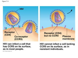 Figure 7.11




                HIV




    Receptor                     Receptor (CD4)
    (CD4)                        but no CCR5
            Co-receptor                         Plasma
            (CCR5)                              membrane

 HIV can infect a cell that   HIV cannot infect a cell lacking
 has CCR5 on its surface,     CCR5 on its surface, as in
 as in most people.           resistant individuals.
 