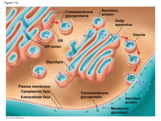Figure 7.12


                                           Transmembrane   Secretory
                                           glycoproteins   protein
                                                                    Golgi
                                                                    apparatus

                                                                                Vesicle
                                    ER
                             ER lumen



                              Glycolipid




              Plasma membrane:
               Cytoplasmic face                   Transmembrane
               Extracellular face                 glycoprotein           Secreted
                                                                         protein
                                                                  Membrane
                                                                  glycolipid
 