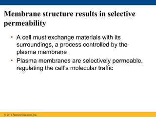 Membrane structure results in selective
permeability
     • A cell must exchange materials with its
       surroundings, a process controlled by the
       plasma membrane
     • Plasma membranes are selectively permeable,
       regulating the cell’s molecular traffic




© 2011 Pearson Education, Inc.
 