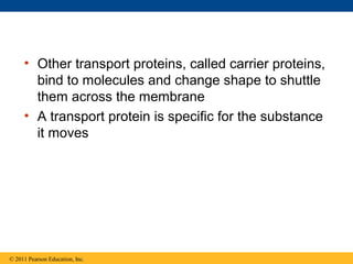 • Other transport proteins, called carrier proteins,
       bind to molecules and change shape to shuttle
       them across the membrane
     • A transport protein is specific for the substance
       it moves




© 2011 Pearson Education, Inc.
 