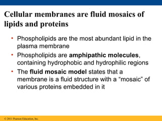 Cellular membranes are fluid mosaics of
lipids and proteins
     • Phospholipids are the most abundant lipid in the
       plasma membrane
     • Phospholipids are amphipathic molecules,
       containing hydrophobic and hydrophilic regions
     • The fluid mosaic model states that a
       membrane is a fluid structure with a “mosaic” of
       various proteins embedded in it



© 2011 Pearson Education, Inc.
 
