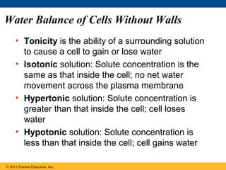 Water Balance of Cells Without Walls
     • Tonicity is the ability of a surrounding solution
       to cause a cell to gain or lose water
     • Isotonic solution: Solute concentration is the
       same as that inside the cell; no net water
       movement across the plasma membrane
     • Hypertonic solution: Solute concentration is
       greater than that inside the cell; cell loses
       water
     • Hypotonic solution: Solute concentration is
       less than that inside the cell; cell gains water

© 2011 Pearson Education, Inc.
 