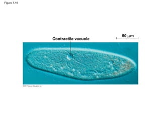 Figure 7.16




                                    50 µm
              Contractile vacuole
 