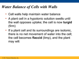 Water Balance of Cells with Walls
     • Cell walls help maintain water balance
     • A plant cell in a hypotonic solution swells until
       the wall opposes uptake; the cell is now turgid
       (firm)
     • If a plant cell and its surroundings are isotonic,
       there is no net movement of water into the cell;
       the cell becomes flaccid (limp), and the plant
       may wilt




© 2011 Pearson Education, Inc.
 