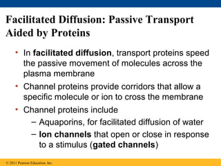 Facilitated Diffusion: Passive Transport
Aided by Proteins
     • In facilitated diffusion, transport proteins speed
       the passive movement of molecules across the
       plasma membrane
     • Channel proteins provide corridors that allow a
       specific molecule or ion to cross the membrane
     • Channel proteins include
         – Aquaporins, for facilitated diffusion of water
         – Ion channels that open or close in response
            to a stimulus (gated channels)
© 2011 Pearson Education, Inc.
 