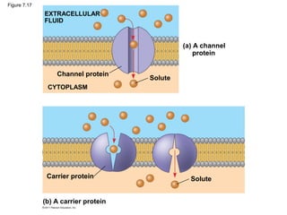 Figure 7.17
              EXTRACELLULAR
              FLUID


                                               (a) A channel
                                                   protein


                  Channel protein
                                      Solute
               CYTOPLASM




               Carrier protein                   Solute


              (b) A carrier protein
 