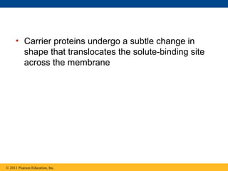 • Carrier proteins undergo a subtle change in
       shape that translocates the solute-binding site
       across the membrane




© 2011 Pearson Education, Inc.
 