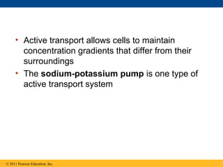 • Active transport allows cells to maintain
       concentration gradients that differ from their
       surroundings
     • The sodium-potassium pump is one type of
       active transport system




© 2011 Pearson Education, Inc.
 