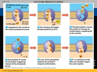 LE 7-16                                    LECTURE PRESENTATIONS
     EXTRACELLULAR                   For CAMPBELL BIOLOGY, NINTH EDITION
                            [Na+] high                                                                                Na+
     FLUID  Jane B. Reece, Lisa A. Urry, Michael L. Cain, Steven A. Wasserman, Peter V. Minorsky, Robert B. Jackson +
                                                                                                                 Na
                      [K+] low

                 Na+                                          Na+                                              Na+

                 Na+                                         Na+

                                                             Na+

                                [Na+] low                                      ATP
                   Na+                                                   P                                           P
     CYTOPLASM                  [K+] high
                                                                         ADP
        Cytoplasmic Na+ bonds to                    Na+ binding stimulates                        Phosphorylation causes
    the sodium-potassium pump                    phosphorylation by ATP.                      the protein to change its
                                                                                              conformation, expelling Na+
                                                                                              to the outside.


                       K+



                                                                    K+

                       K+
                                                                     K+
                                                                                                              K+

                            P
                                     P                                                                       K+

       Extracellular K+ binds                        Loss of the phosphate                        K+ is released and Na+ by
                                                                                                                 Lectures
   to the protein, triggering                    restores the protein’s                       sites are receptive again;
   release of the phosphate                      original conformation.                       the cycle repeats. Erin Barley
   group.                                                                                               Kathleen Fitzpatrick

© 2011 Pearson Education, Inc.
 