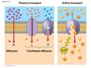 Figure 7.19
                 Passive transport             Active transport




     Diffusion         Facilitated diffusion   ATP
 