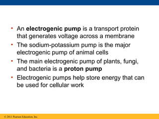 • An electrogenic pump is a transport protein
       that generates voltage across a membrane
     • The sodium-potassium pump is the major
       electrogenic pump of animal cells
     • The main electrogenic pump of plants, fungi,
       and bacteria is a proton pump
     • Electrogenic pumps help store energy that can
       be used for cellular work



© 2011 Pearson Education, Inc.
 