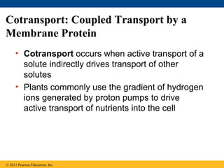 Cotransport: Coupled Transport by a
Membrane Protein
     • Cotransport occurs when active transport of a
       solute indirectly drives transport of other
       solutes
     • Plants commonly use the gradient of hydrogen
       ions generated by proton pumps to drive
       active transport of nutrients into the cell




© 2011 Pearson Education, Inc.
 